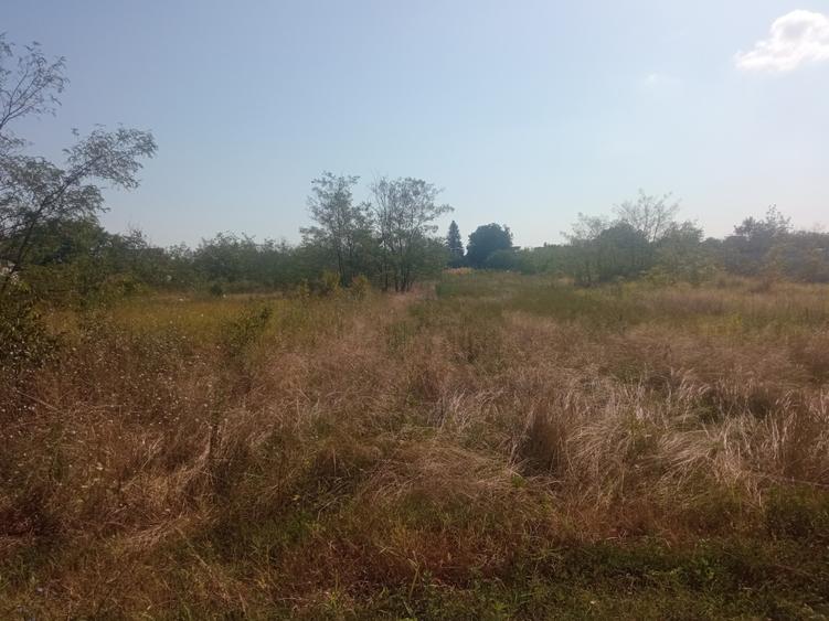 Teren 100Omp, Clinceni, Str Rozelor - 7