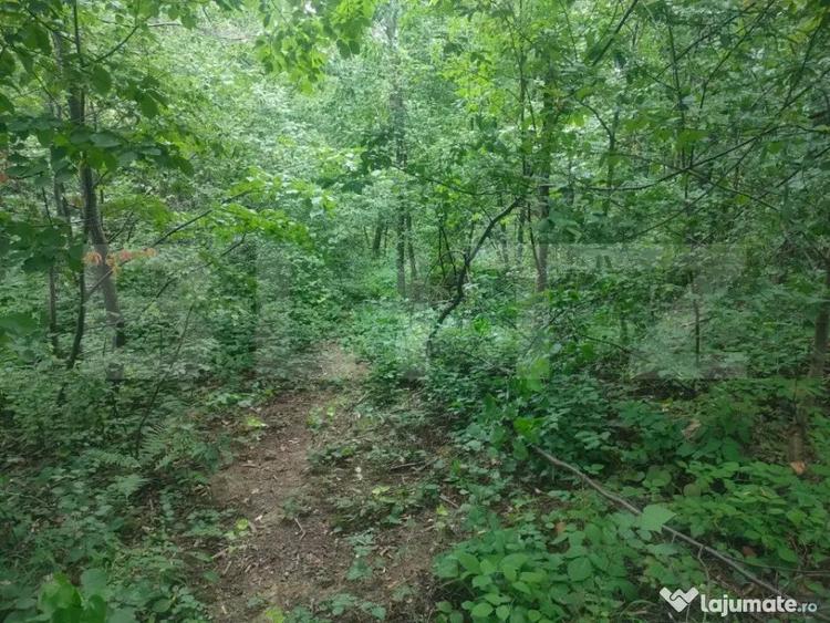 Teren intravilan, 5857 mp, Baltati, Horodnicu de Sus - 7