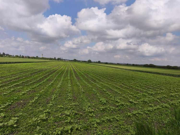 Teren Construcții intravilan de 8700 mp, în Exterior Nord