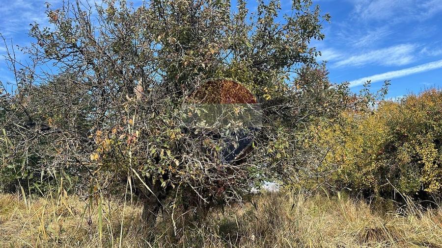 Teren agricol extravilan de 2900 mp, în Gheorghieni