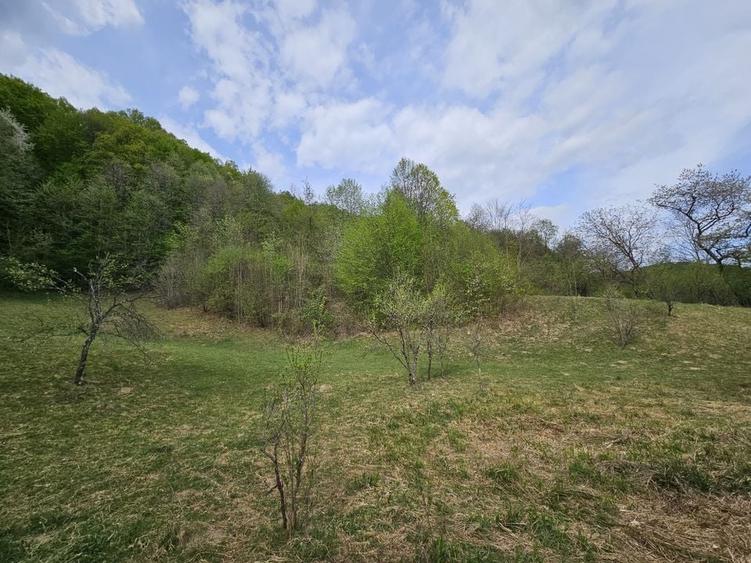 Teren intravilan 1454 mp la marginea padurii zona locuita de case! - 9