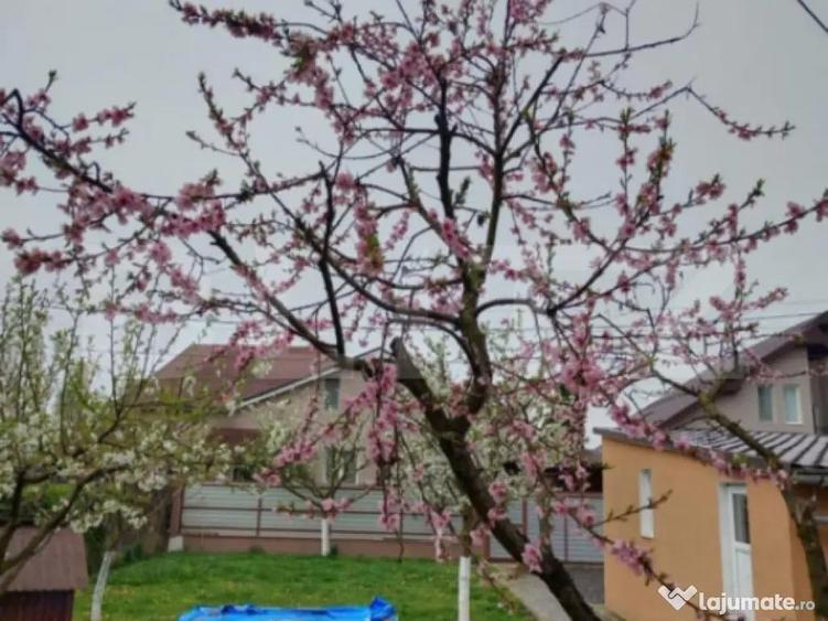 Casa de vanzare in Ernei - 7