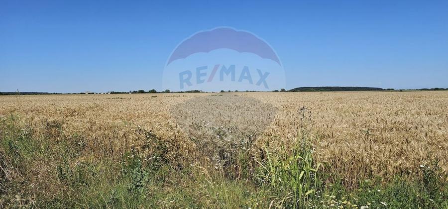 Teren Extravilan la granita cu Intravilanul - Măcheaua-Corbeanca - 1