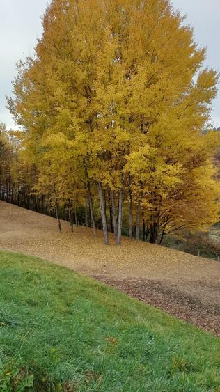 Teren 775 mp, inconjurat de padure, Cisnadioara-Apfelhaus - 2