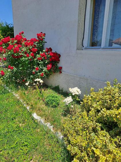 vand casa cu gradina mare - 4