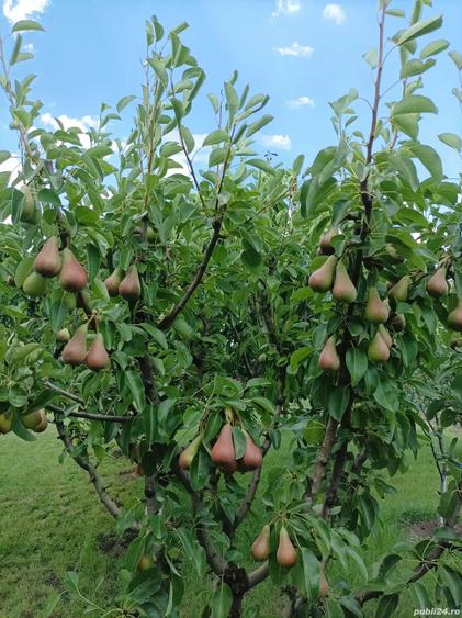 Proprietar vand teren cu casa in ro?u - 2