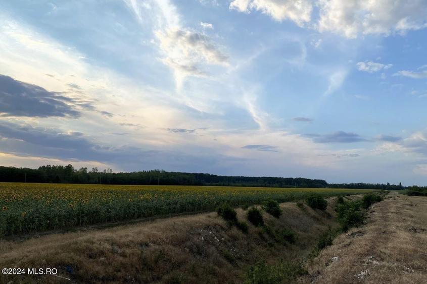 Tamasi, langa padure, 12.824 mp, deschidere 45 ml, teren cu potential! - 9