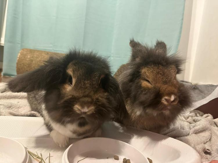 *SHORT TERM/LONG TERM RENTAL* AM256 - MODERN CITY CENTRE APARTMENT - 37