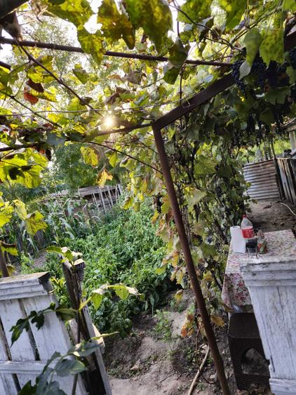 Casa de vanzare in Chilia Veche, Tulcea - 8