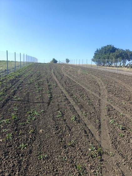 Teren extravilan Sura Mica 800m2 - 2