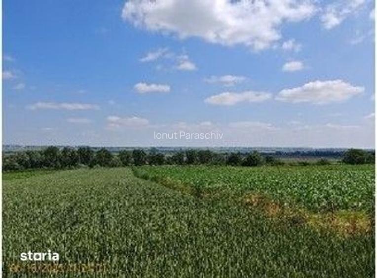 Teren extravilan Bosanci, ID: R2649420