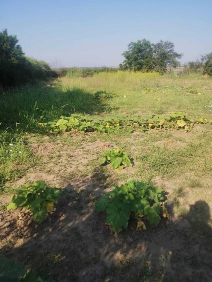 Casă cu 3 camere în Lița