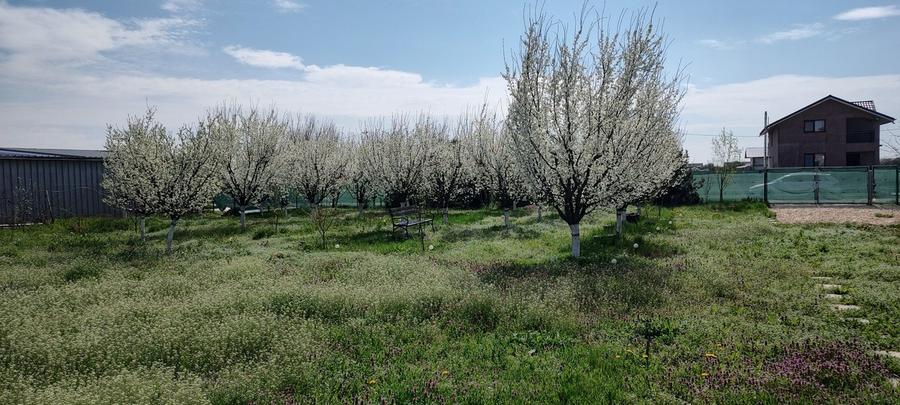 Căscioarele teren 1200 mp + căsuță de gradină și anexe - 9