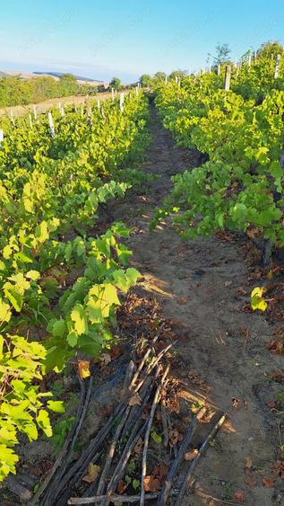 Galati Beresti - De vanzare 1 hectar plantatie de vita de vie si casa cu utilitati - 7