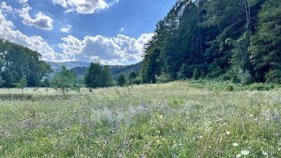 Teren intravilan curti constructii Bardet  Sacele  2000 mp comision Zero - 4