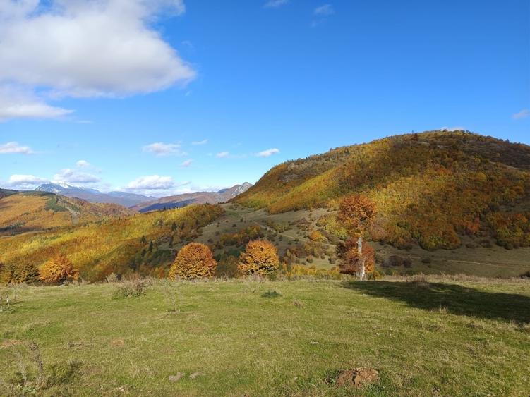 VÂND TEREN EXTRAVILAN 10.000 MP – ZONĂ MONTANĂ ARGEȘ - 3