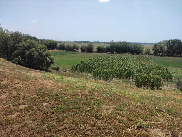 Casa + teren 3600m2 de vanzare in Plataresti, jud. Calarasi - 7