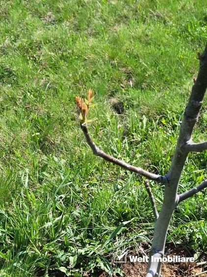 Teren extravilan 2000 mp, imprejmuit, panorama superba – Salicea (Cluj) - 6