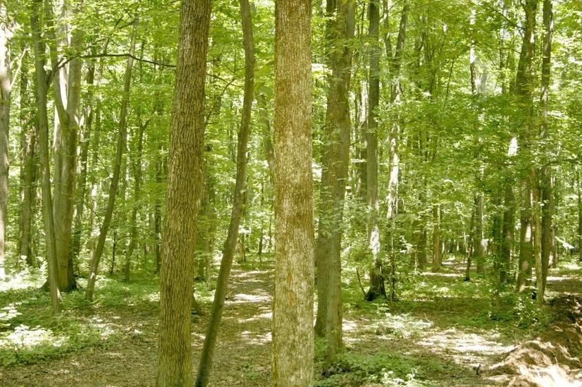 Pipera - padurea Baneasa, 352400 mp. teren pentru investitie extraordinara - 1