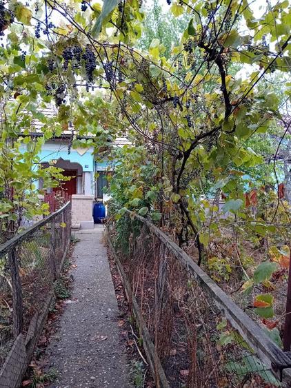 Vand Casa Caracal - 6