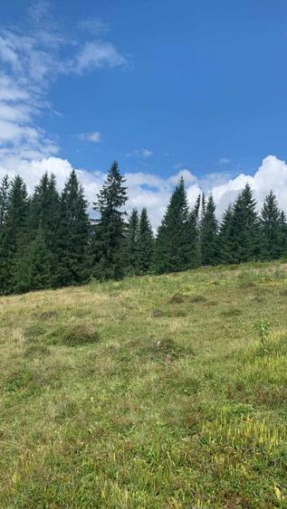 Teren intravilan in Bucovina, Dorna Arini - 12