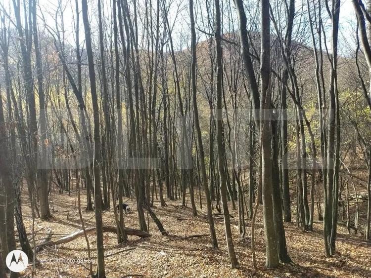 Teren extravilan de vanzare, 3.5 ha padure + pasune in Comuna Borod - 1