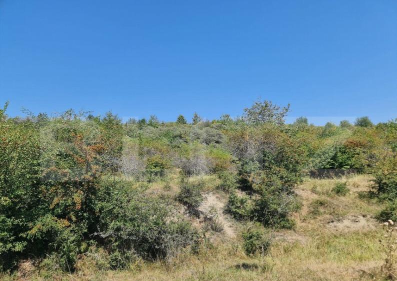 Teren extravilan 1,5 h pentru investitie - 3