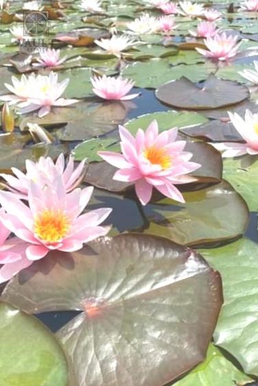 Teren - Snagov -900MP - 6