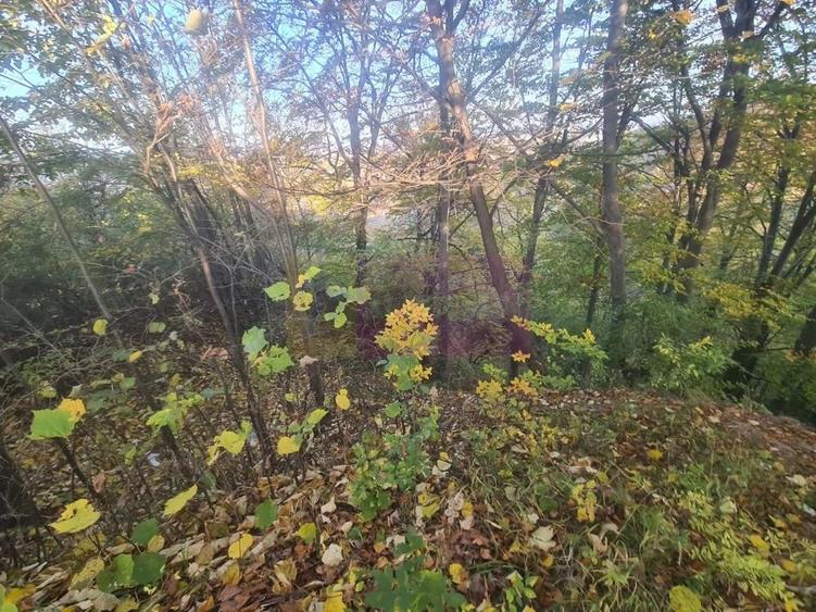 Teren intravilan de vanzare in Telega - 1