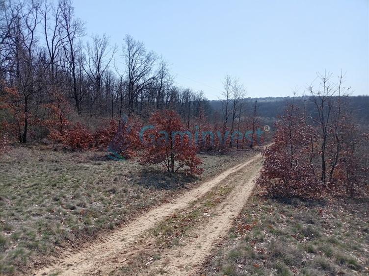 Teren intravilan de vanzare in Paleu, aprape de padure, Bihor - 3