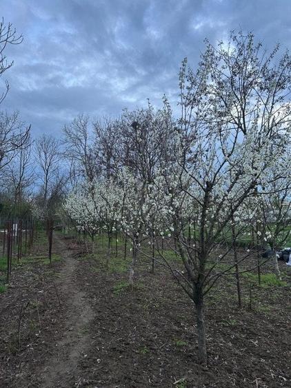 Casa + teren -centrala proprie -Cornetu -Ilfov - 20