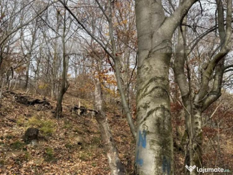 Teren extravilan impadurit, 8271 mp ideal pentru investitie. - 3