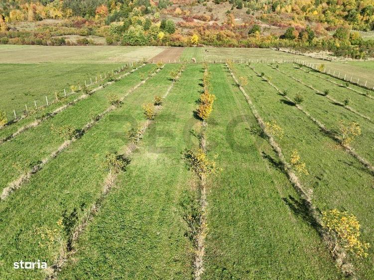 RECO, Teren cu livada de nuci, Zona Auseu, Bihor - 2