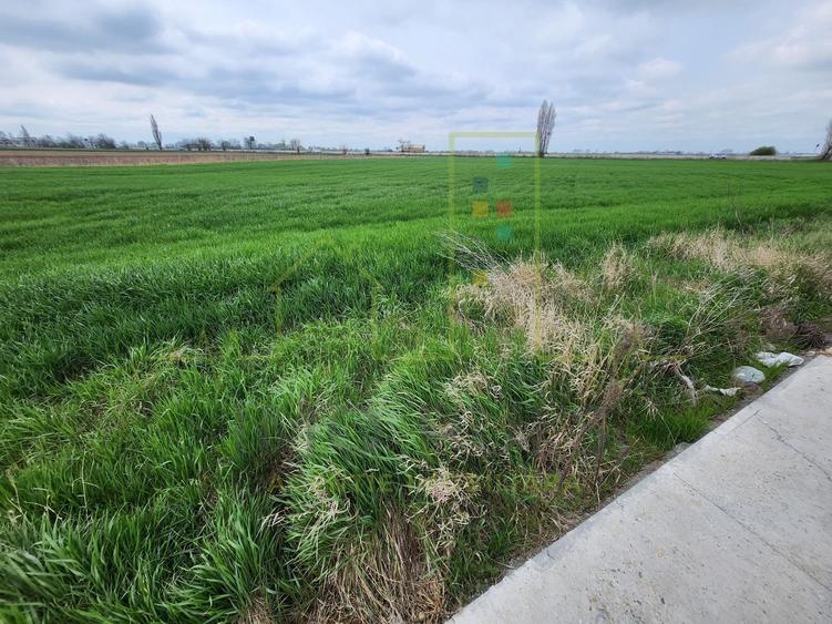 Teren intre SAG si Timisoara, langa depozit Profi - 2