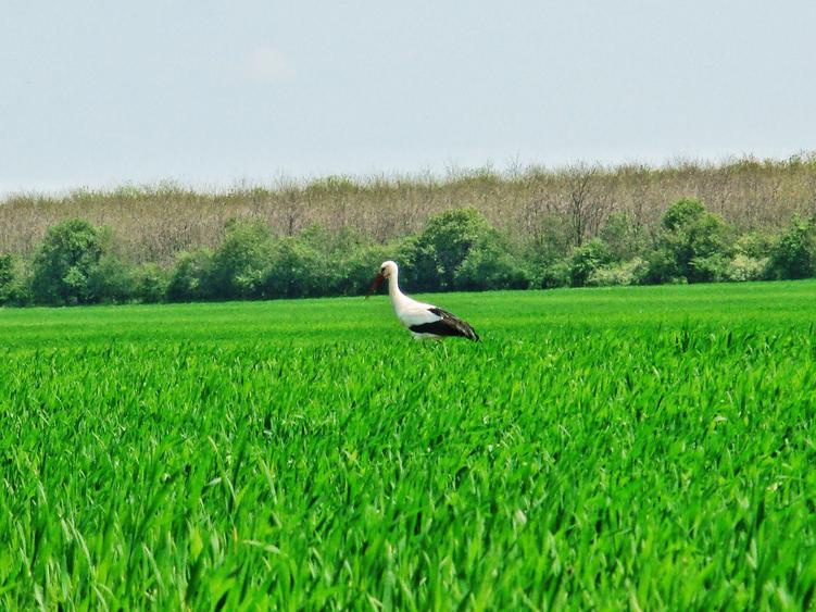 Loturi 1000 mp Frumușani–natură, zona cu pădure si lac, deschidere drum județean - 8