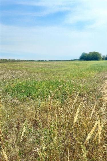 Teren intravilan de vanzare Lipanesti, parcelabil in loturi de 1000 mp - 4