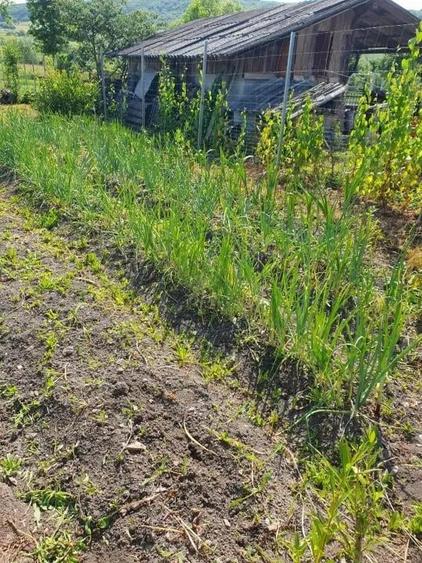 Casa 20 km de Bistrita 1400 mp teren - 5