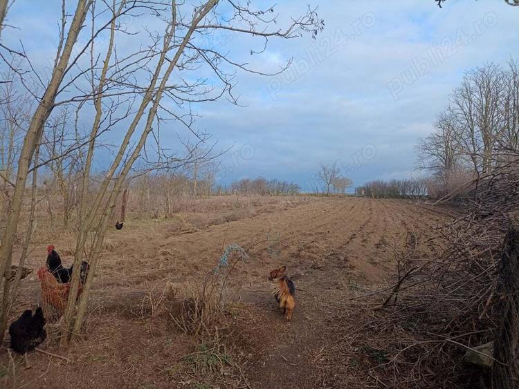 Vind Casa Batrineasca - 2