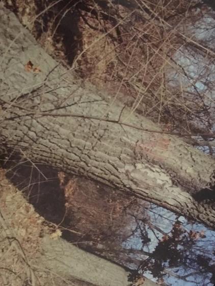 Teren forestier fag stejar veche de 150 ani - 4