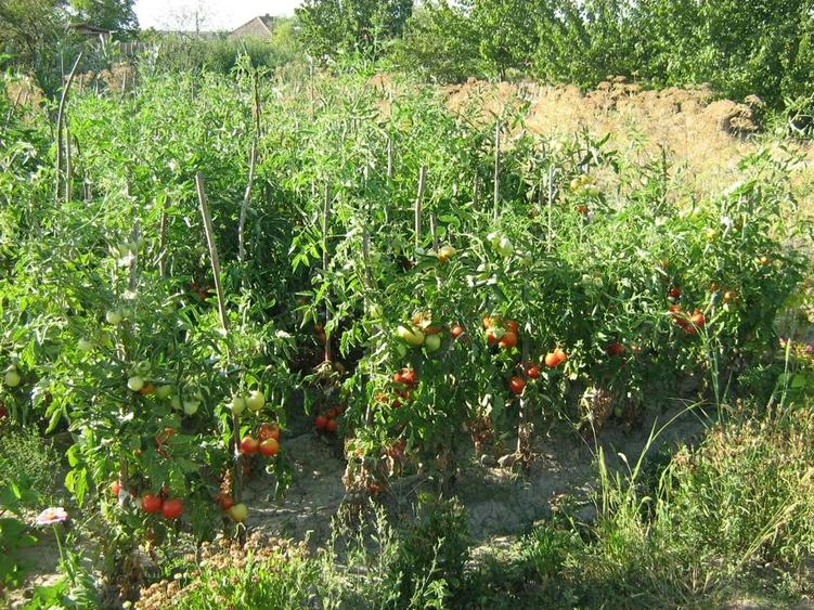 Casa batraneasca cu teren 3000 mp - 3