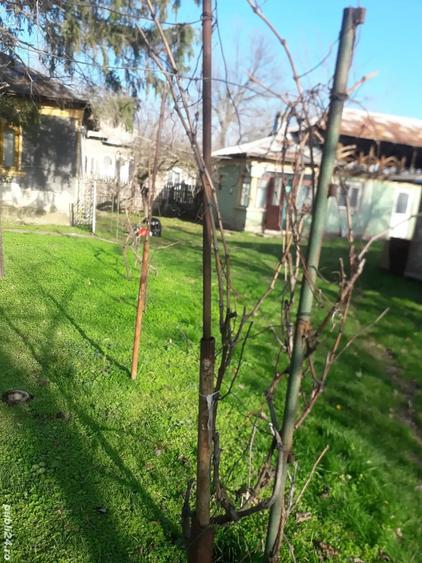 Vand Casa batraneasca in comuna Popesti-Palanga ,Arges - 8