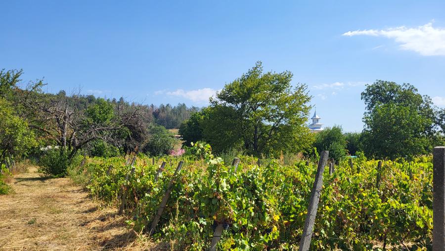 Casă de vânzare în mediul rural – liniște, natură și confort - 12