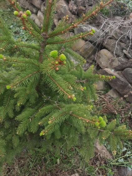 Casa de vacanta schimb - 8