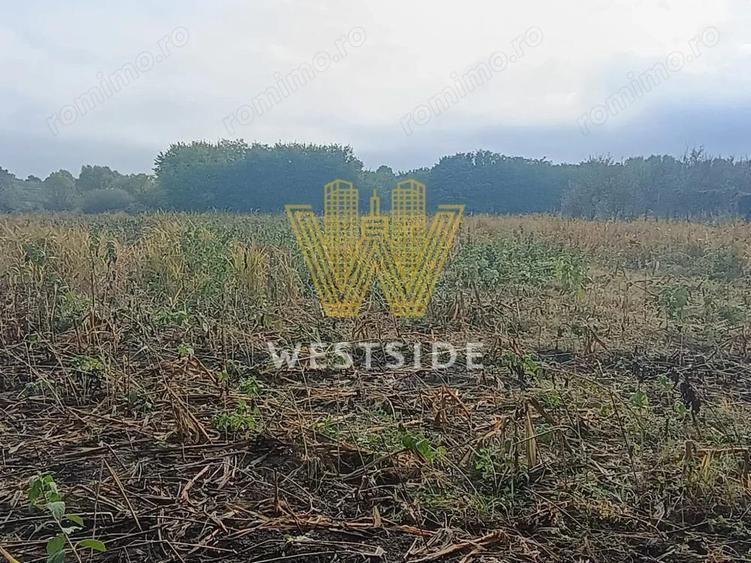 Teren de vanzare, in Ghertenis, Berzovia - 2