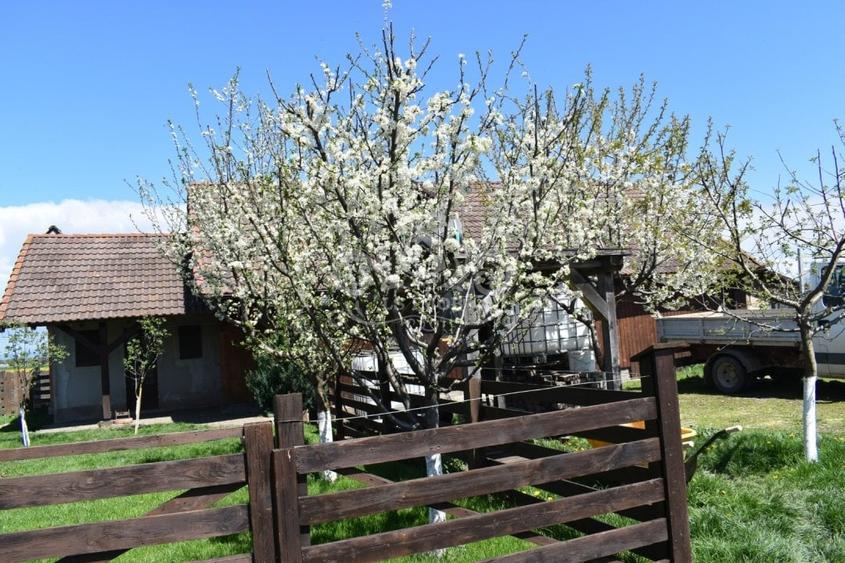 TEREN INTRAVILAN CU CONSTRUCTII AGROTURISTICE SI CABANA CODLEA - 5