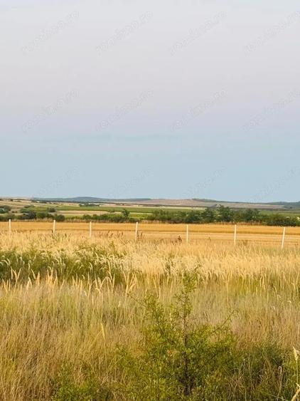 AV655 Teren-Balta 6.663mp, in Masloc-Alios, IDEAL INVESTITIE - 6