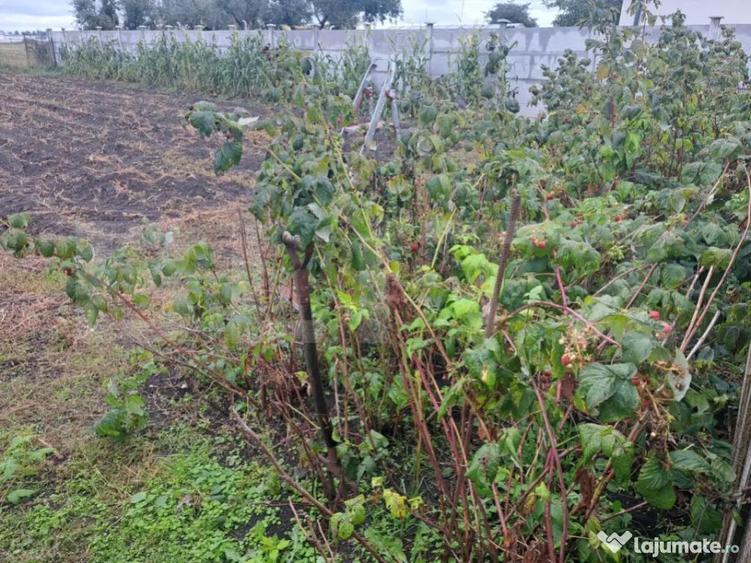 Vand casa cu teren generos Halchiu, aproape de Bra?o - 4