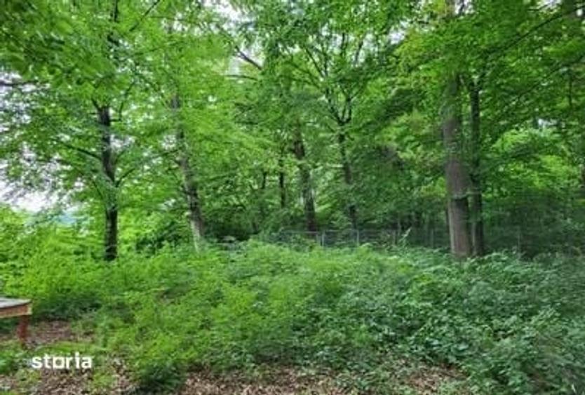 Teren de 7000 mp, în Snagov