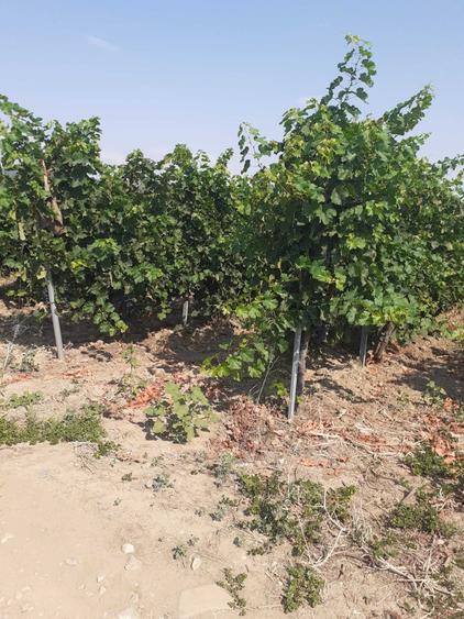 Vand 4,64 ha teren viticol cu plantatie de vita-de-vie Carligele, Podgoria Cotesti, Vrancea - 4