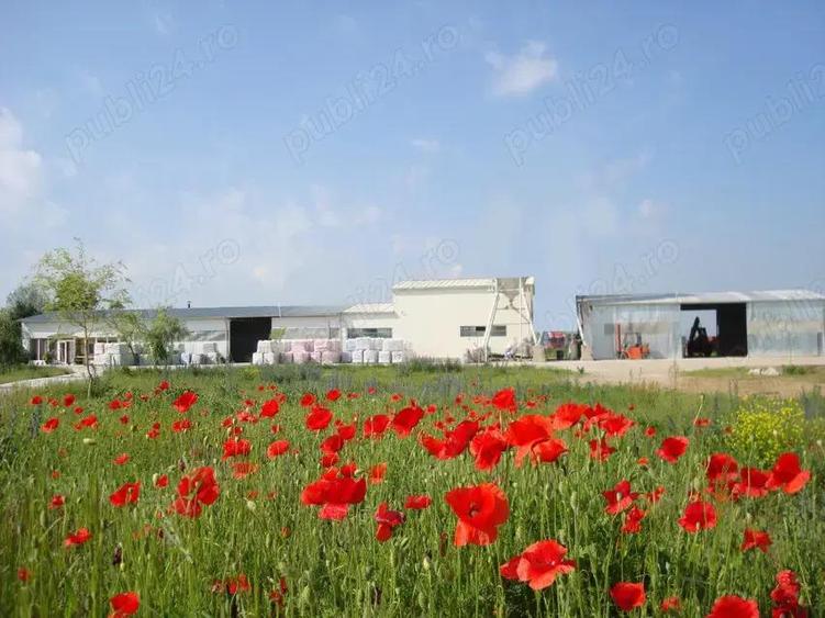 2 Hale cu birouri, vestiare, sala de mese si grupuri sanitare, teren 8868mp, E60, Tileagd BH, - 6